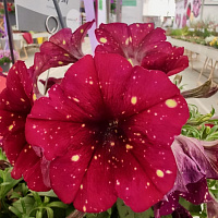 Петуния AlpeTunia Burgundy Sky (13 шт.) АПРЕЛЬ