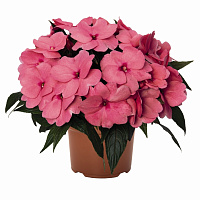 Бальзамин новогвинейский Magnum Clear Pink