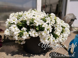 Петуния Fanfare White (13шт.) АПРЕЛЬ