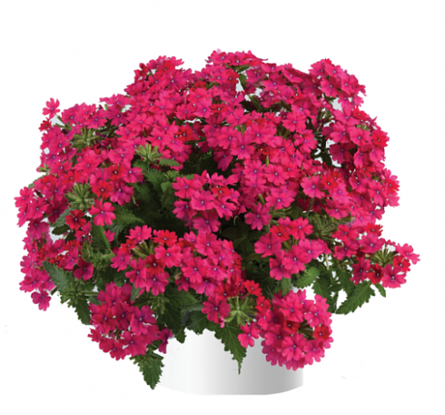 Вербена Vanessa Compact Neon Pink