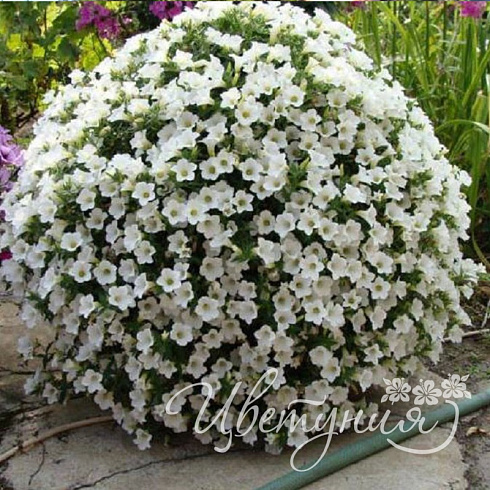 Петуния Surfinia Table White