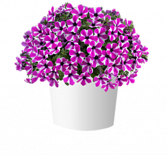 Петуния Capella Magenta Diamond