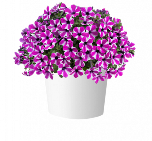 Петуния Capella Magenta Diamond