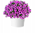 Петуния Capella Magenta Diamond