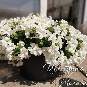 Петуния Fanfare White