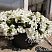 Петуния Fanfare White