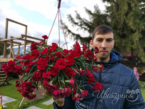 Гвоздика ампельная