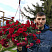 Гвоздика ампельная