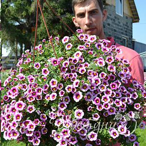 Калибрахоа Hula Soft Pink