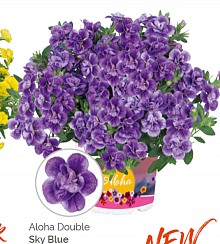 Калибрахоа Aloha Double Sky Blue