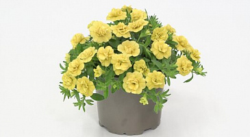Калибрахоа MiniFamous Oro Double Yellow