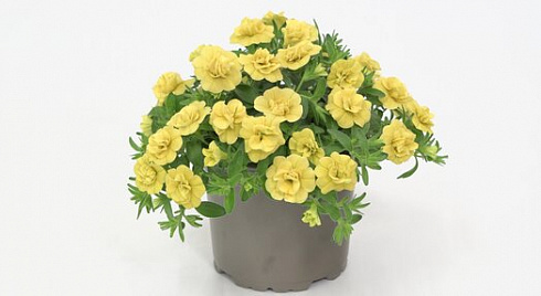 Калибрахоа MiniFamous Oro Double Yellow