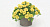 Калибрахоа MiniFamous Oro Double Yellow