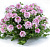 Вербена Vanessa Bicolor Pink