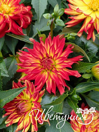 Георгина Hypnotica Yellow Bicolor
