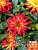 Георгина Hypnotica Yellow Bicolor
