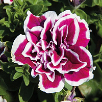 Петуния Sweet Sunshine Magenta Picotee (13 шт.) АПРЕЛЬ