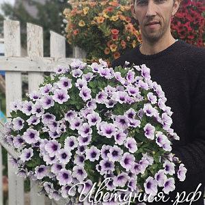 Петуния Sweetunia Purple Spotlight