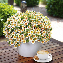 Калибрахоа Calitastic Cappuccino