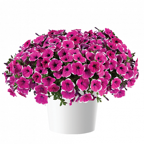 Петуния CASCADIAS™ Rim Cherry Improved (13шт.) АПРЕЛЬ