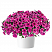 Петуния CASCADIAS™ Rim Cherry Improved (13шт.) АПРЕЛЬ