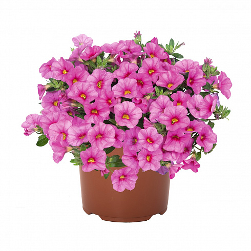 Калибрахоа Aloha Kona Pink 2024