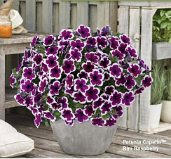 Петуния Capella Rim Raspberry