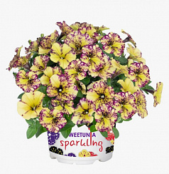 Петуния Surprise Sparkling Bee