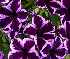 Петуния Crazytunia Cosmic Violet