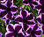 Петуния Crazytunia Cosmic Violet