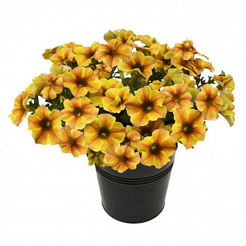 Петхоа Chameletunia® Caramel Yellow