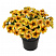 Петхоа Chameletunia® Caramel Yellow