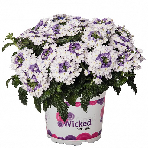 Вербена Wicked Purple