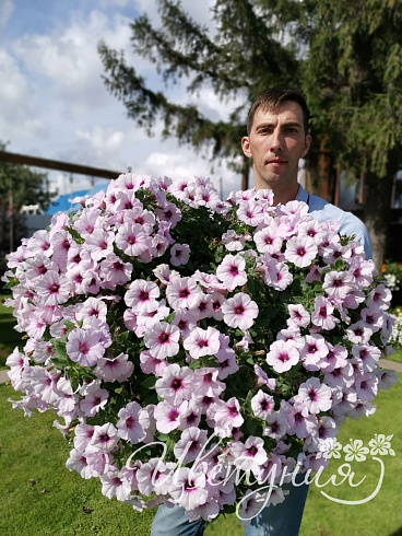 Петуния Surprise White Orchid