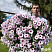Петуния Surprise White Orchid
