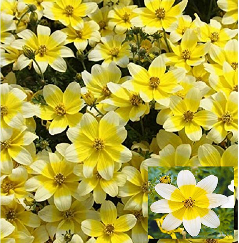 Биденс Taka Tuka White Yellow (13 шт.) МАРТ