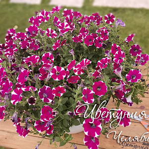 Петуния Cascadias Bicolor Cabernet