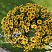 Петхоа Chameletunia® Caramel Yellow (Petchoa BeautiCal) (13шт.) МАРТ