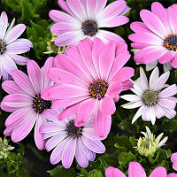 Остеоспермум Margarita Pink Flare