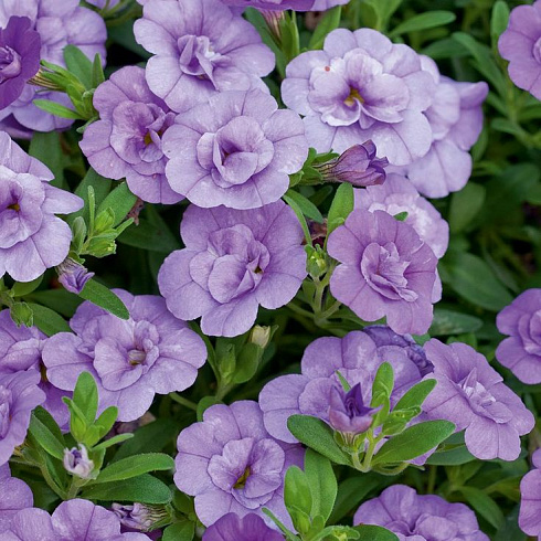 Калибрахоа Calita Double Sky Blue