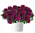 Вербена VANESSA COMPACT Bordeaux