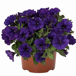 Петуния Potunia Piccola Cobalt Blue