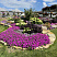 Петуния Vista Jazzberry