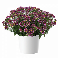 Немезия Menor Dual Bordeaux