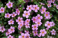 Бакопа  SCOPIA GREAT PINK BEAUTY (13шт.) МАРТ