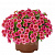 Калибрахоа Aloha Kona Tiki Strawberry