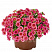 Калибрахоа Aloha Kona Tiki Strawberry