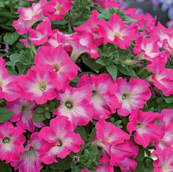 Петуния Fanfare Rose Morn