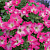 Петуния Fanfare Rose Morn