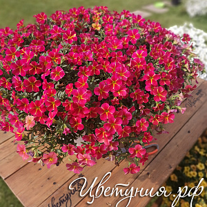 Калибрахоа Aloha Kona Cherry Cart Wheel Великолепные шапки, усыпанные множеством цветков.